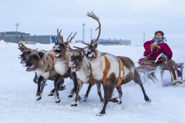Nadym, Rusya - 23 Şubat 2020: En kuzeyde Yamal Yarımadası, geyikli geyik koşumu, Nenets otlağı, kış havasında ren geyiği sürüsü, açık alan, tundra, aşırı kuzeyde ren geyiği yarışı