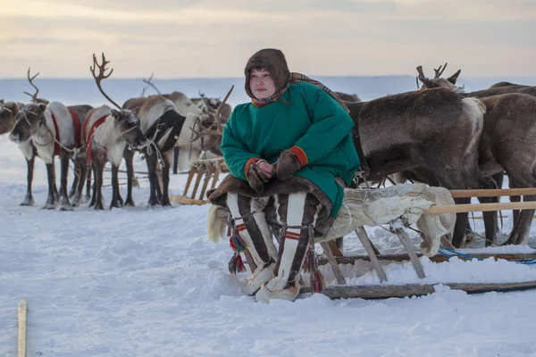 Nadym Russie Février 2020 Extrême Nord Péninsule Yamal Harnais Cerfs — Photo