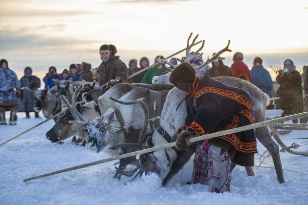 Nadym Rusia Febrero 2020 Extremo Norte Península Yamal Arnés Ciervos — Foto de Stock