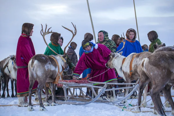 Nadym Rusia Febrero 2020 Extremo Norte Península Yamal Arnés Ciervos —  Fotos de Stock