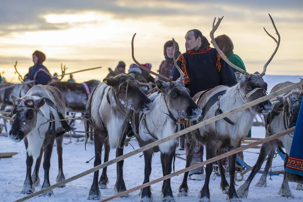 Nadym Rusya Şubat 2020 Kuzeyde Yamal Yarımadası Geyikli Geyik Koşumu — Stok fotoğraf