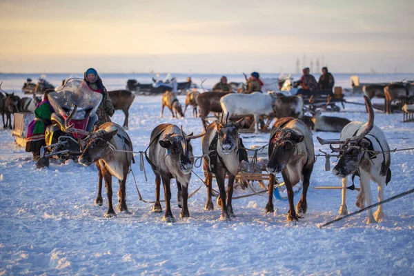 Nadym Rusya Şubat 2020 Kuzeyde Yamal Yarımadası Ren Geyiğiyle Geyik — Stok fotoğraf