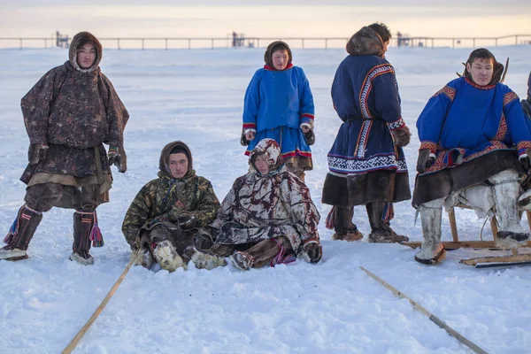 Nadym Rússia Fevereiro 2020 Extremo Norte Península Yamal Chicote Cervos — Fotografia de Stock