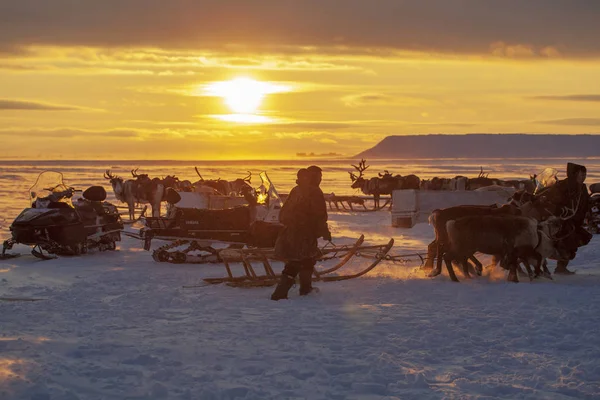 Nadym Rússia Fevereiro 2020 Extremo Norte Península Yamal Chicote Cervos — Fotografia de Stock