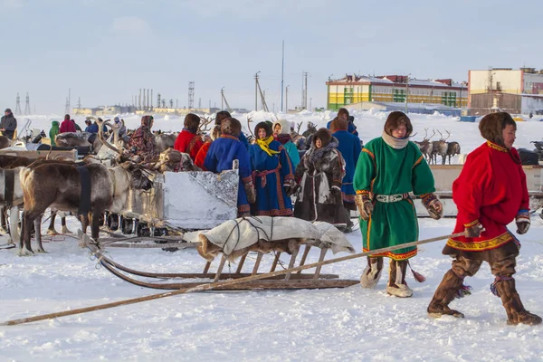 Nadym Rússia Fevereiro 2020 Extremo Norte Península Yamal Chicote Cervos — Fotografia de Stock