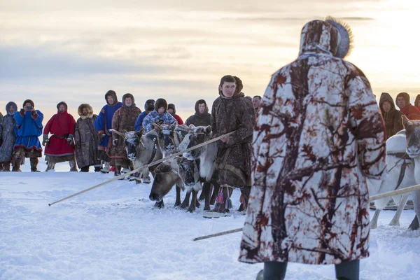 俄罗斯纳迪姆 2020年2月23日 亚马尔半岛 冬季驯鹿群 开阔地带 冻土带 驯鹿群 — 图库照片