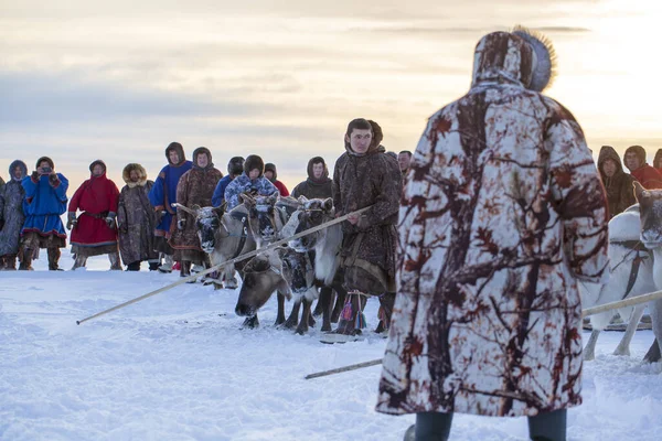 Nadym Russia Febbraio 2020 Estremo Nord Penisola Yamal Imbracatura Cervi — Foto Stock