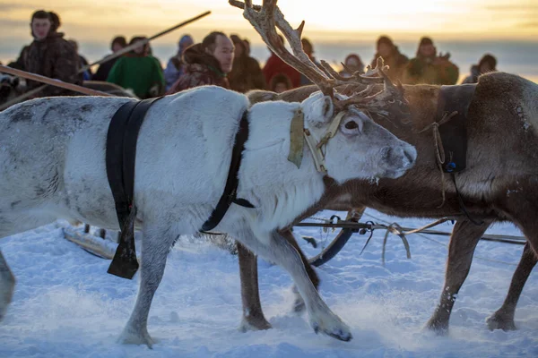 Nadym Rusia Febrero 2020 Extremo Norte Península Yamal Arnés Ciervos — Foto de Stock