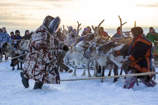 Nadym Rusia Febrero 2020 Extremo Norte Península Yamal Arnés Ciervos — Foto de Stock