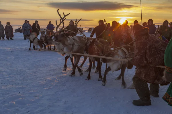 Nadym Rusland Februari 2020 Ver Noorden Yamal Peninsula Rendierdag Lokale — Stockfoto