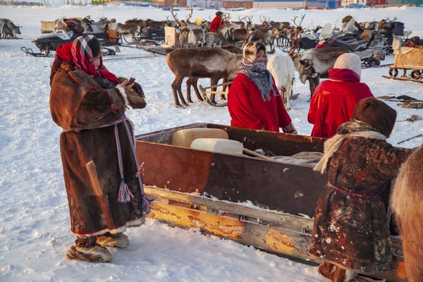 Nadym Oroszország Február 2020 Yamal Nyílt Területen Tundrán Szélsőséges Északi — Stock Fotó