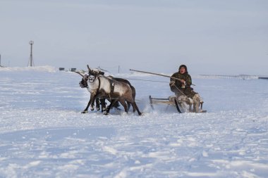 Nadym, en kuzeyde Yamal Yarımadası ren geyiğiyle geyik koşumu, Nenets otlağı, kış havasında ren geyiği sürüsü, açık alan, tundra, en kuzeyde ren geyiği yarışı.