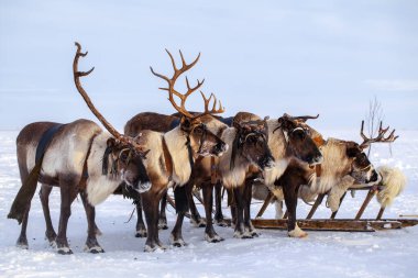 Kuzeyde Yamal Yarımadası, Tundra 'da ren geyiği geyiği, geyik koşumu, Nenet otlağı, kış havasında ren geyiği sürüsü.