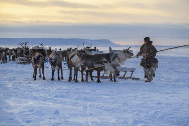 Nadym, Rusya - 23 Şubat 2020: En kuzeyde Yamal Yarımadası, geyikli geyik koşumu, Nenets otlağı, kış havasında ren geyiği sürüsü, açık alan, tundra, aşırı kuzeyde ren geyiği yarışı