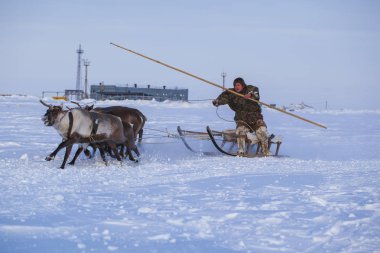 Nadym, Rusya - 23 Şubat 2020: En kuzeyde Yamal Yarımadası, geyikli geyik koşumu, Nenets otlağı, kış havasında ren geyiği sürüsü, açık alan, tundra, aşırı kuzeyde ren geyiği yarışı