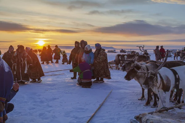 Nadym Rusland Februari 2020 Ver Noorden Yamal Peninsula Rendierdag Lokale — Stockfoto