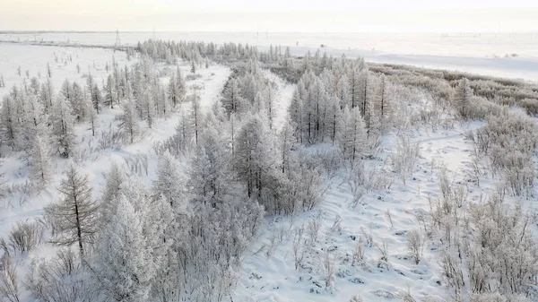 Winter Landscape Forest Tundra River Bank Bird Eye View Arctic — Stock Photo, Image