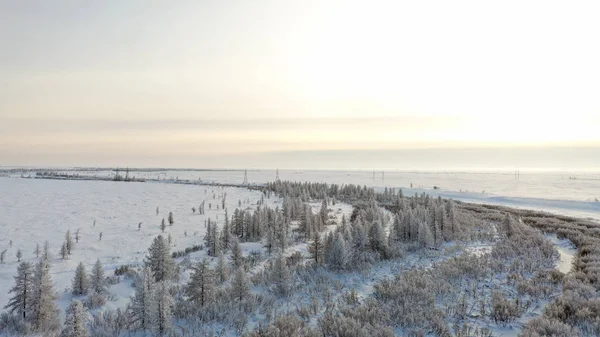 Winter Landscape Forest Tundra River Bank Bird Eye View Arctic — Stock Photo, Image