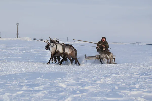 Nadym Norte Extremo Península Yamal Chicote Veados Com Renas Pasto — Fotografia de Stock