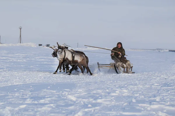 Nadym Het Uiterste Noorden Yamal Peninsula Hertenharnas Met Rendieren Weide — Stockfoto