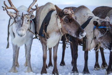 Kuzeyde Yamal Yarımadası, Tundra 'da ren geyiği geyiği, geyik koşumu, Nenet otlağı, kış havasında ren geyiği sürüsü.