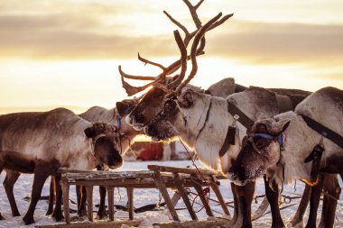 Kuzeyde Yamal Yarımadası, Tundra 'da ren geyiği geyiği, geyik koşumu, Nenet otlağı, kış havasında ren geyiği sürüsü.