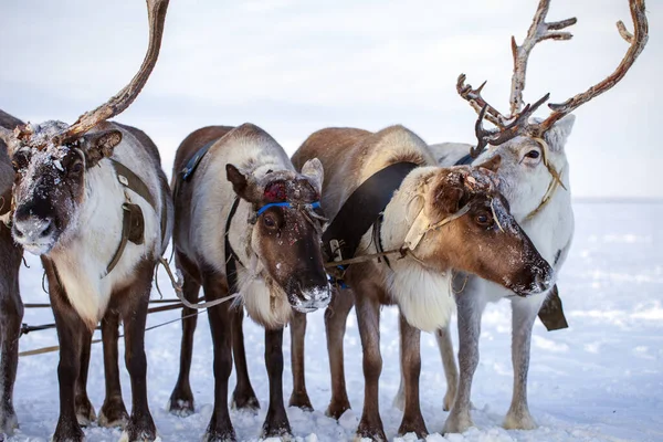 Het Uiterste Noorden Yamal Peninsula Rendieren Tundra Herten Harnas Met — Stockfoto