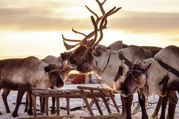 Het Uiterste Noorden Yamal Peninsula Rendieren Tundra Herten Harnas Met — Stockfoto