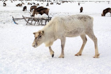 Tundra, Far North, Far North, tundrada ren geyiği, beyaz ren geyiği koşumu.