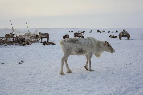 Tundra Daleký Sever Daleký Sever Sobi Tundře Sobí Postroj Bílým — Stock fotografie