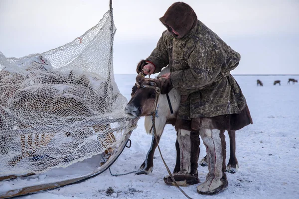 Szélsőséges Északon Yamal Rénszarvas Tundrában Rénszarvas Tenyésztő Asszisztens Férfiak Nemzeti — Stock Fotó