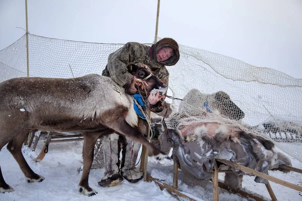 Extremo Norte Yamal Renos Tundra Criador Renos Asistente Los Hombres — Foto de Stock