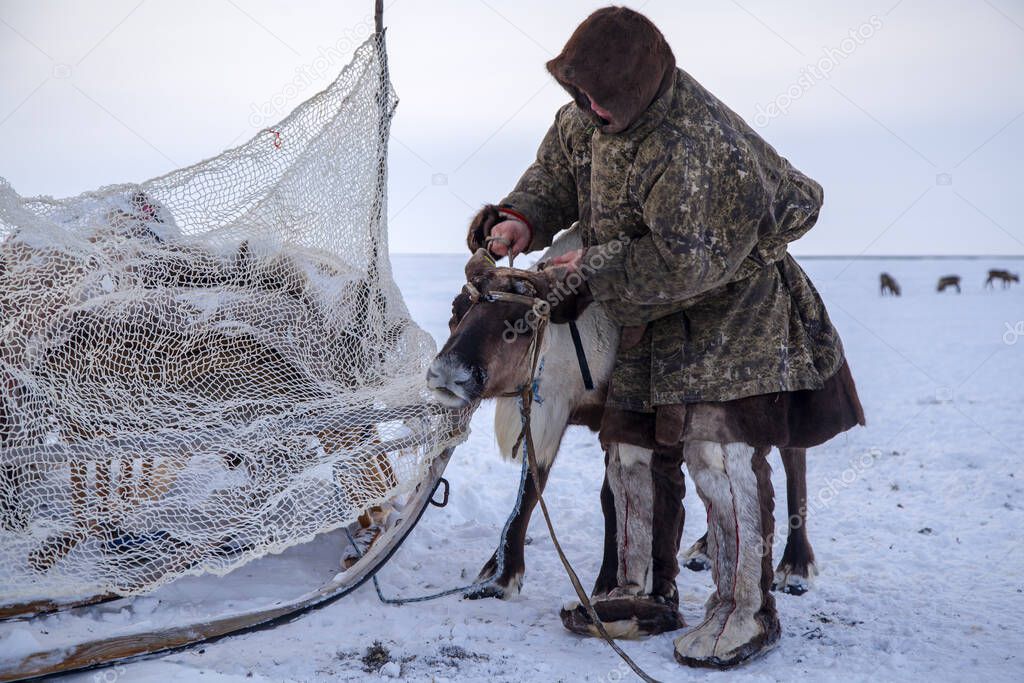  The extreme north, Yamal,   reindeer in Tundra, assistant reindeer breeder,  the men  in national clothes