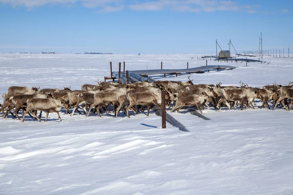 Extrême Nord Yamal Grand Troupeau Rennes Traversant Route — Photo