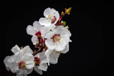 Siyah arka planda güzel bir kiraz dalı, yakın plan.