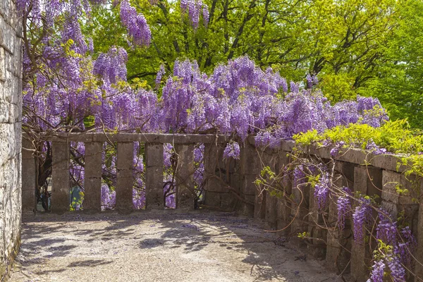 Hermosa Vista Logia Desde Mampostería Con Ventanas Arqueadas Wisteria Floreciente — Foto de Stock