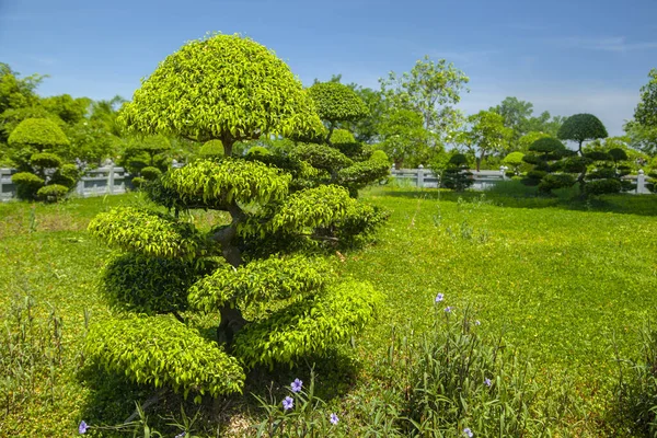 Paisagismo Árvores Ornamentais Arbustos Tropicais Verdes Aparados Forma Cogumelos Guarda — Fotografia de Stock