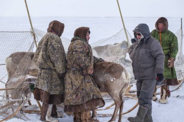 Nadym, Russia -March 15, 2020: Far North, Yamal Peninsula, reindeer vaccination clipart