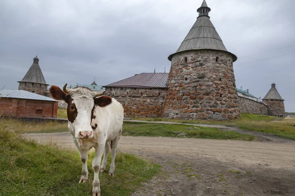 Karelia Russia View Solovetsky Monastery Welfare Bay Cow Background Fortress — Stock Photo, Image