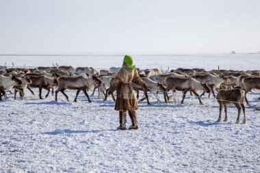 Kuzeyde Yamal Yarımadası Tundra 'daki Nenets otlağı, ren geyiği üreticisi yardımcısı 