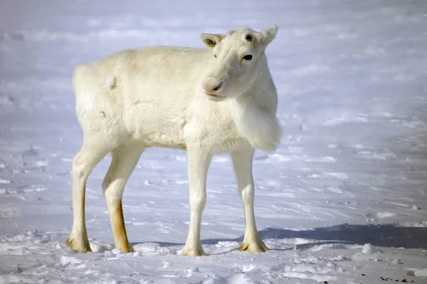 Tundra Península Yamal Muy Norte Renos Blancos Esta Mascota Los — Foto de Stock