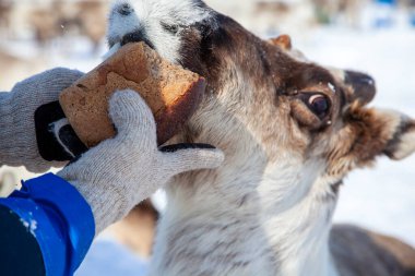 Kuzeye, Yamal Yarımadası 'na ren geyikleri bir somun çavdar ekmeğiyle besleniyor.