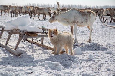 Uzak Kuzey, Yamal Yarımadası, Kuzeyli köpekler ren geyiği yakalamaya yardım ediyor