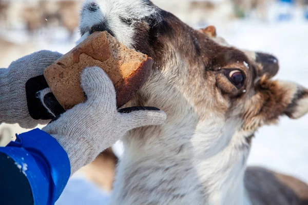 Norte Península Yamal Los Renos Alimentan Pan Centeno — Foto de Stock