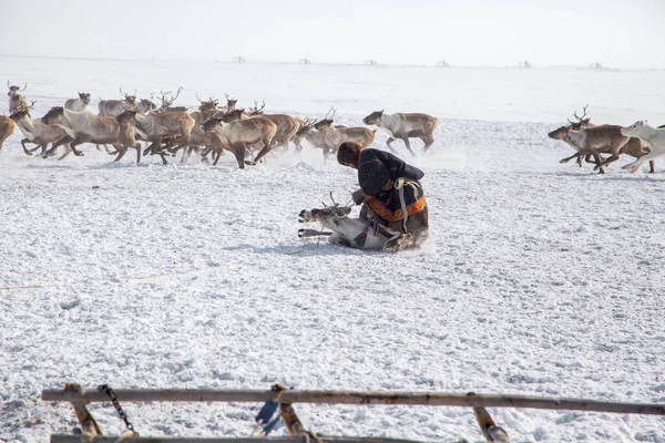 Ver Noorden Yamal Peninsula Nentsy Drijven Rendieren Man Ving Herten — Stockfoto