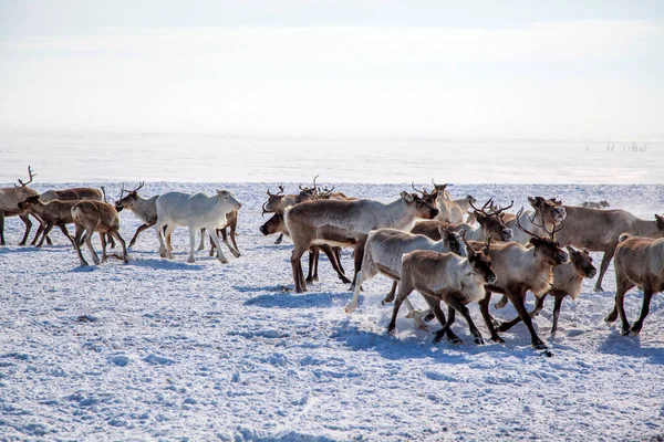 Ver Noorden Yamal Peninsula Noordelijke Rendieren Beweging Sneeuw — Stockfoto