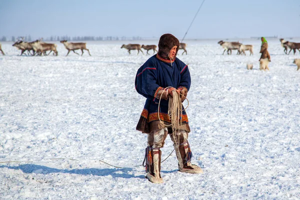 Muy Norte Península Yamal Nentsy Conducir Los Renos Hombre Atrapado —  Fotos de Stock