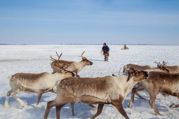 Muy Norte Península Yamal Nentsy Conducir Los Renos Hombre Atrapado — Foto de Stock