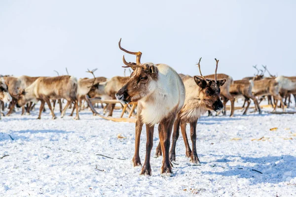 Daleka Północ Półwysep Yamal Renifery Stoją Blisko Siebie — Zdjęcie stockowe