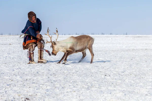 Ver Noorden Yamal Peninsula Nentsy Drijven Rendieren Man Ving Herten — Stockfoto
